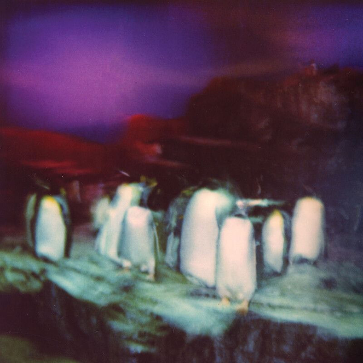 Le Focus : Buzzy Lee – Shoulder to Shoulder